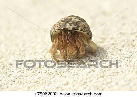 Hermit crab in a shell, Maldives View Large Photo Image Stock Image - Hermit crab in a shell, Maldives. Fotosearch