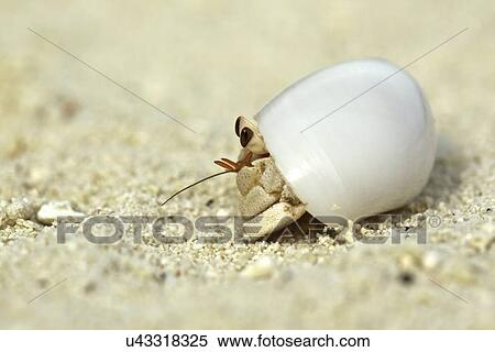 Hermit crab in a shell, Maldives View Large Photo Image Stock Photography - Hermit crab in a shell, Maldives. Fotosearch