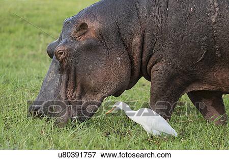 Stock Photo - Hippo eating grass. Fotosearch