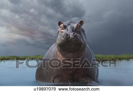 Hippo (Hippopotamus amphibius) View Large Photo Image Stock Photo - Hippo (Hippopotamus amphibius). Fotosearch