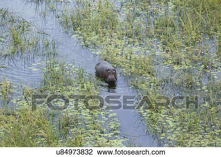 Hippo (Hippopotamus amphibius)in a swamp channel View Large Photo Image Stock Image - Hippo (Hippopotamus amphibius)in a swamp channel. Fotosearch