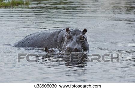 Hippo with baby (Hippopotamus amphibius) View Large Photo Image Stock Image - Hippo with baby (Hippopotamus amphibius). Fotosearch