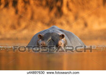 Hippopotamus / Hippo - Hippopotamus amphibius - at sunset, Mana Pools National Park, Zimbabwe, Africa View Large Photo Image Stock Image - Hippopotamus / Hippo - Hippopotamus amphibius - at sunset, Mana Pools National Park, Zimbabwe, Africa. Fotosearch