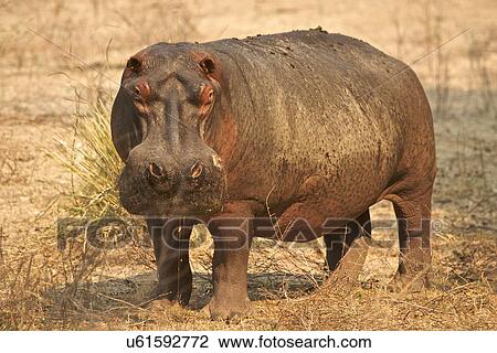Stock Image - Hippopotamus / Hippo - Hippopotamus amphibius, Mana Pools National Park, Zimbabwe, Africa. Fotosearch