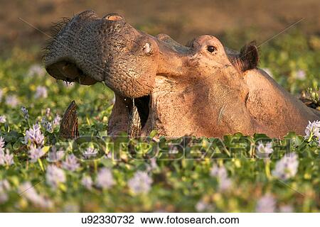 Hippopotamus / Hippo - Hippopotamus amphibius - in a waterhole filled with river hyacinths in flower, Mana Pools National Park, Zimbabwe, Africa View Large Photo Image Stock Image - Hippopotamus / Hippo - Hippopotamus amphibius - in a waterhole filled with river hyacinths in flower, Mana Pools National Park, Zimbabwe, Africa. Fotosearch