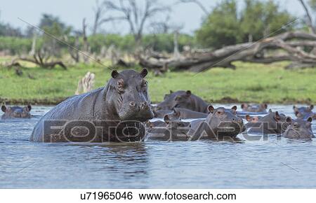 Hippos (Hippopotamus amphibius) in water View Large Photo Image Stock Photograph - Hippos (Hippopotamus amphibius) in water. Fotosearch