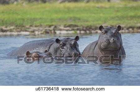 Stock Photo -  Hippos (Hippopotamus amphibius). Fotosearch