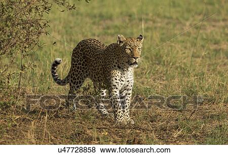 Hunting Leopard (Panthera pardus) View Large Photo Image Stock Photo - Hunting Leopard (Panthera pardus). Fotosearch