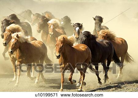 Icelandic horses running View Large Photo Image Stock Image - Icelandic horses running. Fotosearch