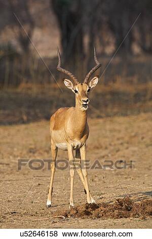 Stock Photo - Impala - Aepyceros melampus - ram. Fotosearch