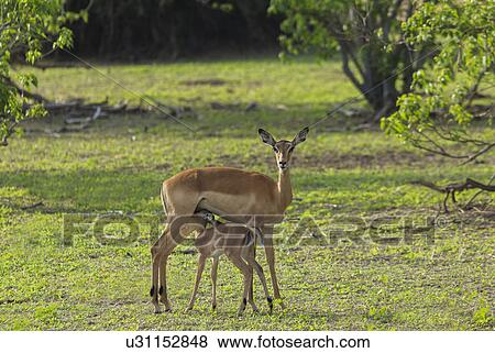 Impala (Aepyceros melampus) standing with it's fawn View Large Photo Image Stock Photo - Impala (Aepyceros melampus) standing with it's fawn. Fotosearch