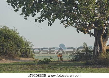 Impala (Aepyceros melampus) standing with it's fawn View Large Photo Image Stock Photograph - Impala (Aepyceros melampus) standing with it's fawn. Fotosearch