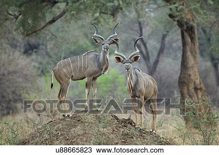 Stock Image - Kudu - Tragelaphus strepsiceros - two mature bulls standing on termite mound. Fotosearch