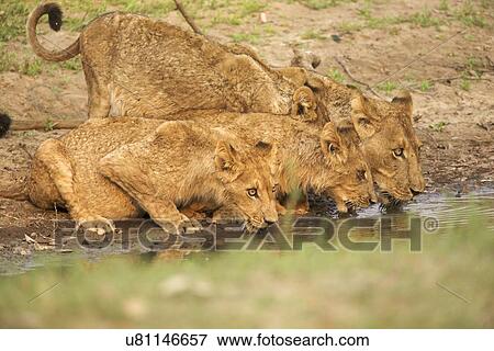 Lioness and young cubs - Panthera leo - drinking at stream View Large Photo Image Stock Photo - Lioness and young cubs - Panthera leo - drinking at stream. Fotosearch