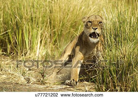 Stock Image - Lioness - Panthera leo - charging to protect her young cubs in the grass. Fotosearch
