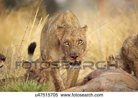 Stock Photography - Lioness - Panthera leo - feeding on kudu carcase. Fotosearch