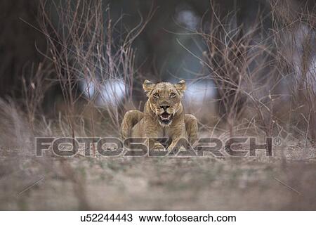 Stock Image - Lioness - Panthera leo - in evening light. Fotosearch