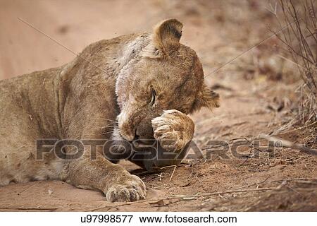 Lioness - Panthera leo View Large Photo Image Stock Photo - Lioness - Panthera leo. Fotosearch