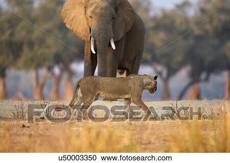 Lioness - Panthera leo - walking past African elephant bull - Loxodonta africana, Mana Pools National Park, Zimbabwe, Africa View Large Photo Image Stock Image - Lioness - Panthera leo - walking past African elephant bull - Loxodonta africana, Mana Pools National Park, Zimbabwe, Africa. Fotosearch