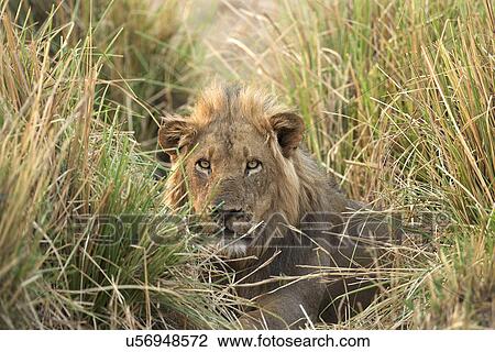 Male lion - Panthera leo - hiding in adrenaline grass, Mana Pools National Park, Zimbabwe, Africa View Large Photo Image Stock Image - Male lion - Panthera leo - hiding in adrenaline grass, Mana Pools National Park, Zimbabwe, Africa. Fotosearch
