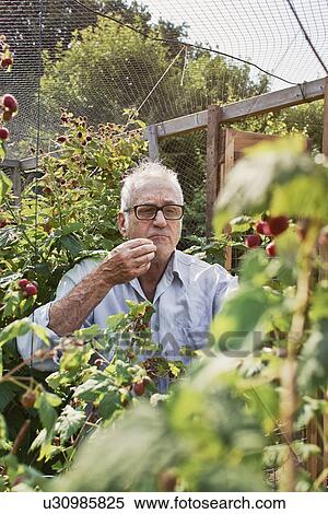 Stock Photography - Man berry-picking. Fotosearch
