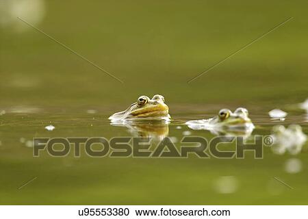 Stock Image - Mating frogs in water, Danube Delta, Romania. Fotosearch