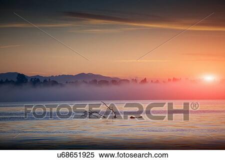 Morning mist on Lake Maggiore, Piemonte, Novara, Italy View Large Photo Image Stock Photography - Morning mist on Lake Maggiore, Piemonte, Novara, Italy. Fotosearch