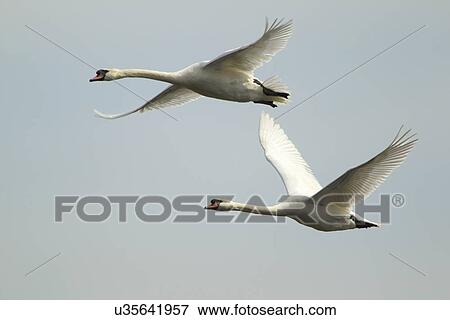 Stock Photo - Mute swan - Cygnus olor - in flight. Fotosearch