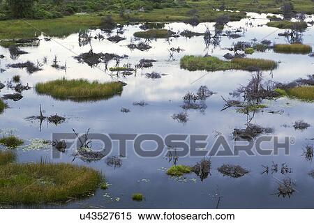 Okavango Delta, Chobe National Park, Botswana, Africa View Large Photo Image Stock Photography - Okavango Delta, Chobe National Park, Botswana, Africa. Fotosearch