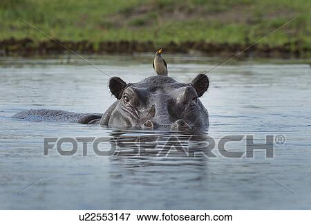 Stock Photo - Oxpecker on Hippo (Hippopotamus amphibius). Fotosearch