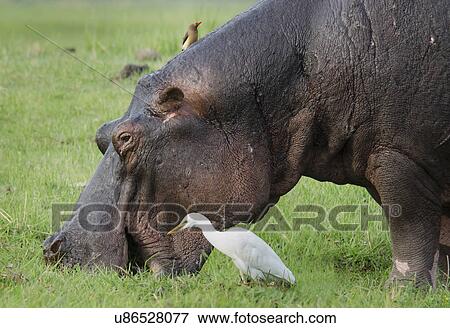 Stock Photo - Oxpecker over a grazing Hippo (Hippopotamus amphibius)and an egret. Fotosearch