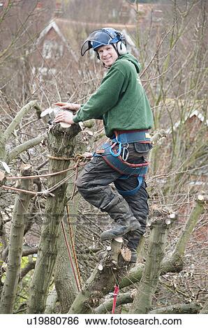 Stock Photograph - Portrait of tree surgeon in tree top. Fotosearch