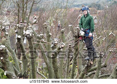 Portrait of tree surgeon up a tree holding chainsaw View Large Photo Image Stock Photography - Portrait of tree surgeon up a tree holding chainsaw. Fotosearch