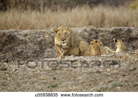 Protective lioness - panthera leo - deciding whether to charge View Large Photo Image Stock Photography - Protective lioness - panthera leo - deciding whether to charge. Fotosearch