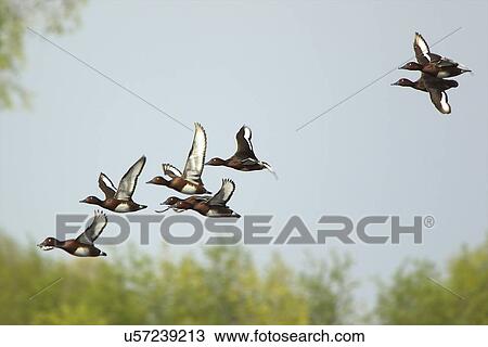 Stock Image - Red Crested Pochard - Netta rufina - in flight. Fotosearch