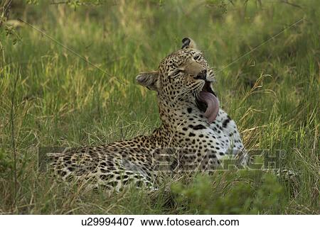Relaxing Leopard (Panthera pardus) View Large Photo Image Stock Photo - Relaxing Leopard (Panthera pardus). Fotosearch