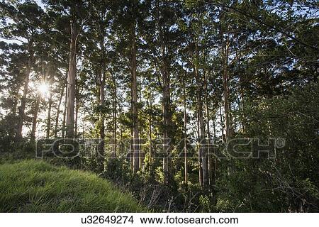 Row of trees in plantation on grassy hill View Large Photo Image Picture - Row of trees in plantation on grassy hill. Fotosearch
