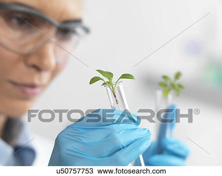 Scientist viewing seedling in test tubes under trial in lab View Large Photo Image Stock Image - Scientist viewing seedling in test tubes under trial in lab. Fotosearch