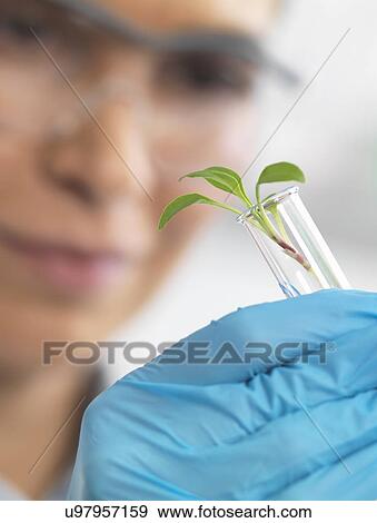 Stock Photo -  Scientist viewing seedling in test tubes under trial in lab. Fotosearch