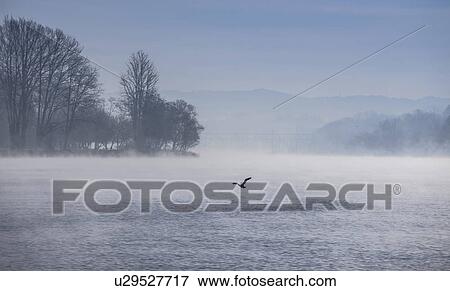 Silhouette of swan flying over Lake Maggiore, Stresa, Piemonte, Italy View Large Photo Image Stock Photo - Silhouette of swan flying over Lake Maggiore, Stresa, Piemonte, Italy. Fotosearch