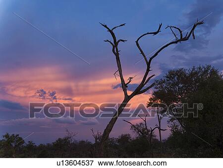 Silhouetted tree at dusk, Okavango Delta, Chobe National Park, Botswana, Africa View Large Photo Image Stock Photo - Silhouetted tree at dusk, Okavango Delta, Chobe National Park, Botswana, Africa. Fotosearch