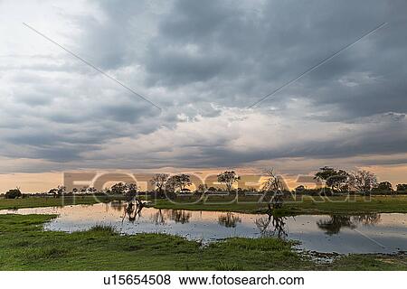 Stock Photo - Silhouetted trees and swamp, Okavango Delta, Chobe National Park, Botswana, Africa. Fotosearch