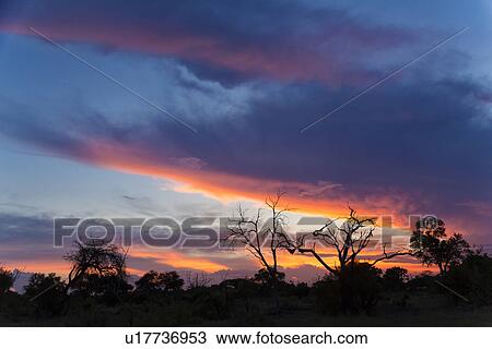 Stock Image - Silhouetted trees at dusk, Okavango Delta, Chobe National Park, Botswana, Africa. Fotosearch