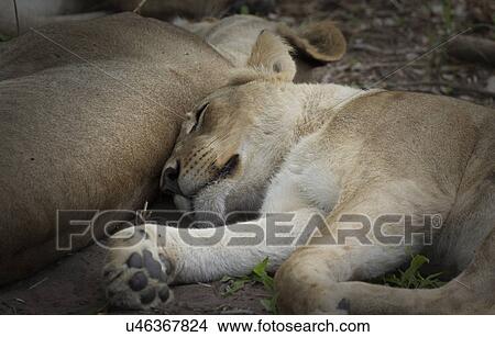 Picture - Sleeping lions. Fotosearch