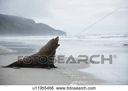 Stock Photograph - Solitary sealion on a beach, New Zealand. Fotosearch