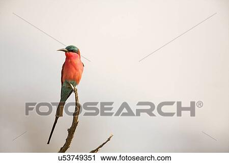 Southern Carmine Bee-eater - Merops nubicoides View Large Photo Image Stock Image - Southern Carmine Bee-eater - Merops nubicoides. Fotosearch