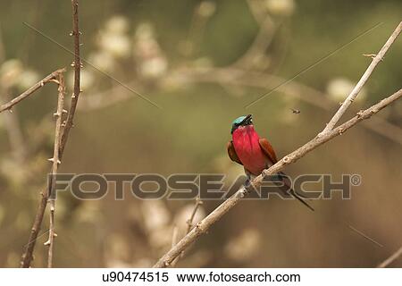 Southern Carmine Bee-eater - Merops nubicoides, Mana Pools National Park, Zimbabwe, Africa View Large Photo Image Stock Photography - Southern Carmine Bee-eater - Merops nubicoides, Mana Pools National Park, Zimbabwe, Africa. Fotosearch