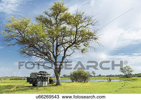 Stationary safari truck, Okavango Delta, Chobe National Park, Botswana, Africa View Large Photo Image Stock Image - Stationary safari truck, Okavango Delta, Chobe National Park, Botswana, Africa. Fotosearch