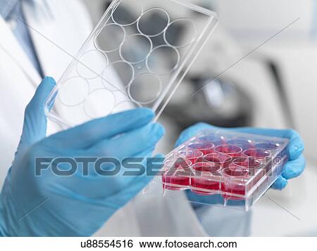 Stem cell research. Close up of female scientist examining cell cultures in multiwell tray View Large Photo Image Stock Photograph - Stem cell research. Close up of female scientist examining cell cultures in multiwell tray. Fotosearch