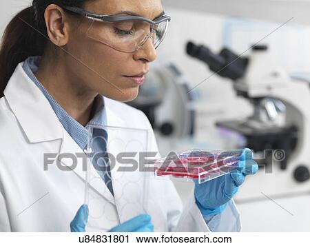 Stock Image - Stem cell research. Female scientist examining cell cultures in multiwell tray. Fotosearch